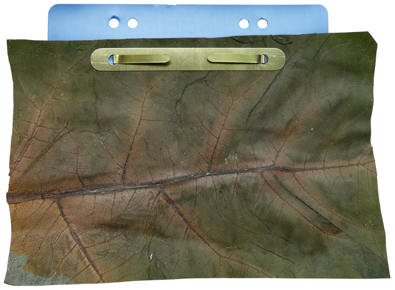 011a Patentierung der Arten