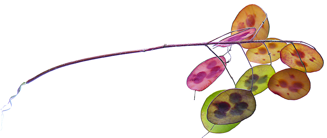 021 Neue Stammzellen 02