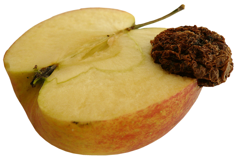 042 Strung im genmanipuliertem Wachstum