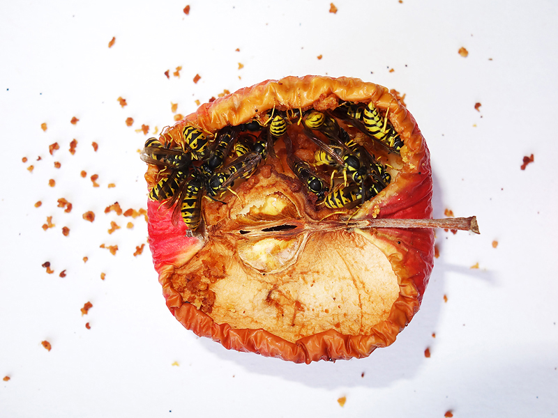 291 Leiharbeit.Zeitarbeit . Von Wespen erschaffenes Objekt