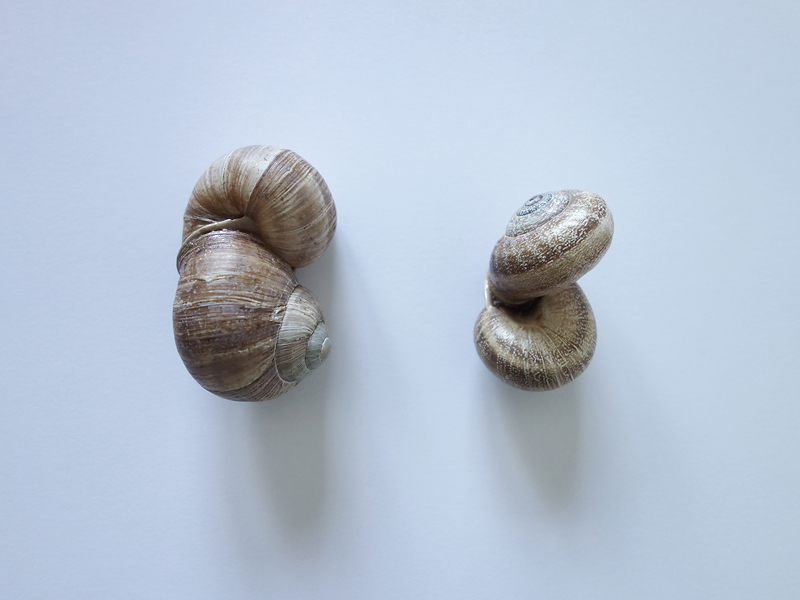 343 Doppelter Fibonacci