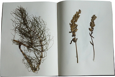 269 Herbarium 03