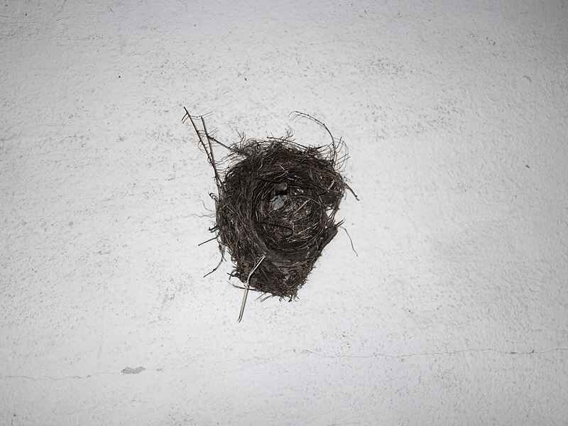 Nest 10