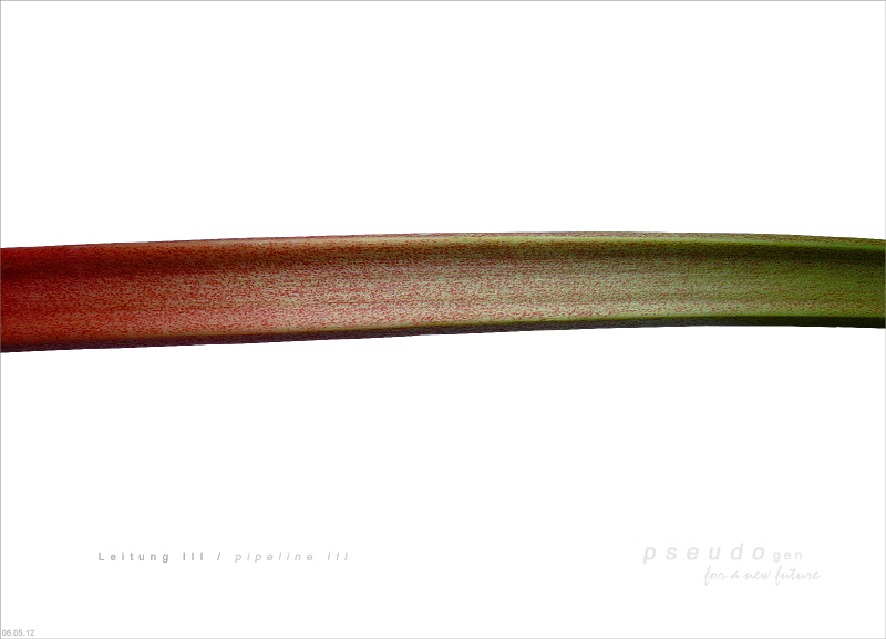 0135 pseudogen