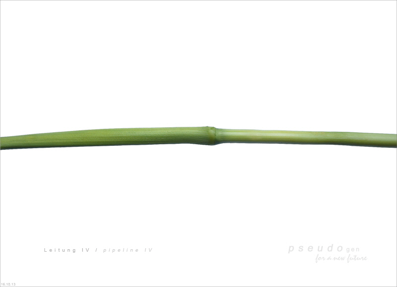 0163  pseudogen