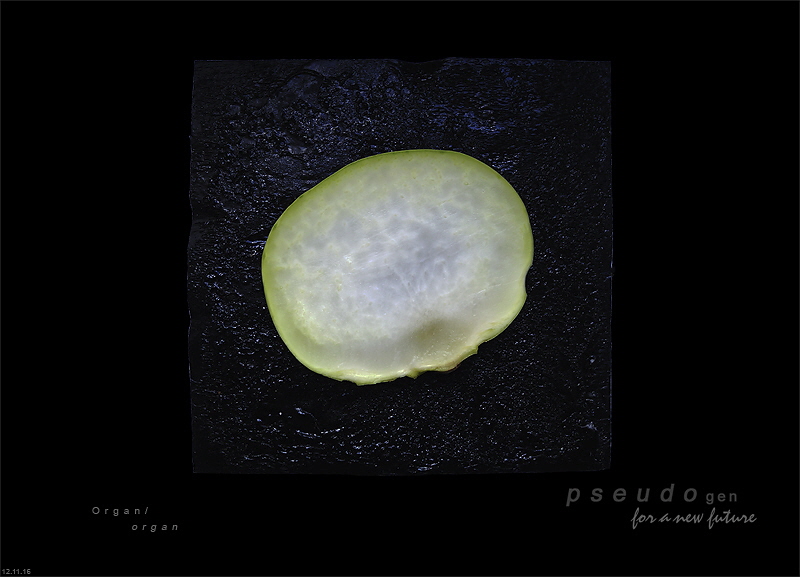 0205 - pseudogen